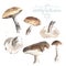 Set of watercolor mushrooms. Brown cap boletus.