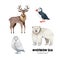 Set with watercolor northern animals reindeer, polar bear, white owl, puffin