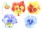Set of watercolor pansy flowers for design