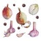 Set watercolor peeled garlic onion and peppercorn isolated on white background. Hand-drawn clove spicy condiment