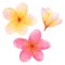 Set of watercolor plumeria flowers