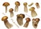 Set of watercolor porcini mushrooms isolated on white background