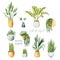 Set of watercolor potted plants, home plants collection