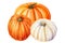 Set of watercolor pumpkins isolated on white background, botanical illustrations, autumn compositions