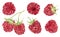 Set of watercolor raspberries isolated on white background