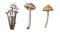 Set Watercolor small mushrooms. Realistic poisonous mushrooms. botanical illustration