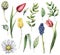 Set of watercolor spring flowers. Hand painted chamomile, tulips, hyacinths and artichokes isolated on white background