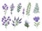 set of watercolor verbena flower on white background,generative ai