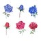 Set of watercolor vibrant roses, hand-drawn illustration of elements isolated white background