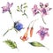 Set of watercolor wildflowers floral elements, watercolor thistles, pink flowers