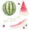 Set of watermelon clipart. Fresh summer watercolor illustration.