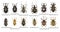 Set of Weevil Beetles of Europe