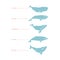 Set of whale species icons. illustration on white