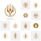 Set of Wheat Luxury Grain and bread labels. Nature wheat. Agriculture wheat Logo Template Vector