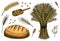 Set of wheat, rye spikelets and corn seeds for making bread and flour. Natural Bunch of cereals, whole grains and