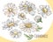 Set of white camomile. Collection of summer flowers. Vector illustration