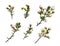 Set of white chamelaucium flowers and buds isolated