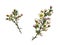 Set of white chamelaucium flowers and buds isolated