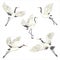 Set of white cranes in different positions, collection of hand drawn japanese birds flying, standing, dancing.