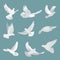 Set white doves peace on background. Vector bird illustration.