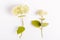 Set of white flowers hydrangea. Botany, beauty, wedding concept, overhead top view, flat lay.