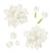 Set white jasmine Flower realistic