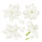 Set white jasmine Flower realistic