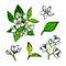 Set with white jasmine flowers and green leaves drawn with gouache and isolated on a white background.