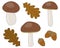 Set of white mushrooms with oak leaves and acorns vector illustration