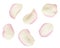 Set of white and pink rose petals