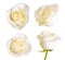 Set of white roses. Isolated on white background.