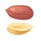 Set whole and half peanut seed. Vector color realistic icon