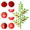 Set of whole, half, quarter, wedges, and slices of tomatoes. Globe tomato. Fresh vegetables. Flat style. Vector