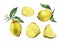 Set with whole and slice fresh citrus fruit lemon with green leaves and flowers.