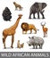 Set of wild african animals in cartoon style. Educational zoology illustration, coloring book picture