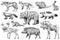 Set of Wild animals. Brown Grizzly Bear Forest Moose Red Fox North Boar Wolf Sable Badger Gray Hare Reindeer River otter