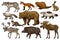 Set of Wild animals. Brown Grizzly Bear Forest Moose Red Fox North Boar Wolf Sable Badger Gray Hare Reindeer River otter
