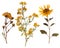 Set of wild dry pressed flowers and leaves