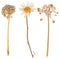 Set of wild dry pressed flowers and leaves