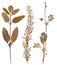 Set of wild dry pressed flowers and leaves