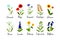 Set of wild field flowers with names isolate on white background. Colorful vector illustration