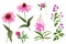 Set of wild field pink flowers and herbs, watercolor hand drawn