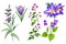 Set of wild field purple and violet flowers and herbs