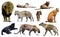 Set of wild mammals isolated over white