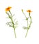 Set of wild marigold flowers