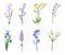 Set Of Wildflowers, Cute Wild Meadow Spring Blossoms Of Blue, Yellow And Lilac Pastel Colors Which Add Vibrancy