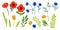 A set of wildflowers. Vector illustration with flowers, tulips, poppies, cornflowers, leaves and plants