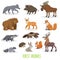 Set of woodland and forest animals. Europe and North America fauna collection.