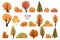 Set of yellow autumn trees and bushes. Maple, birch, oak, aspen, fir-tree and shrubs. Isolated on white background. Hand drawn
