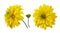 Set of yellow dissected rudbeckia flowers and bud isolated